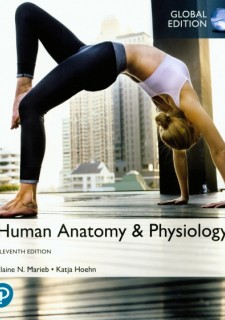 Human Anatomy & Physiology, eBook, Global Edition